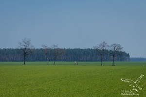 Bieg Sokoła 2019-90